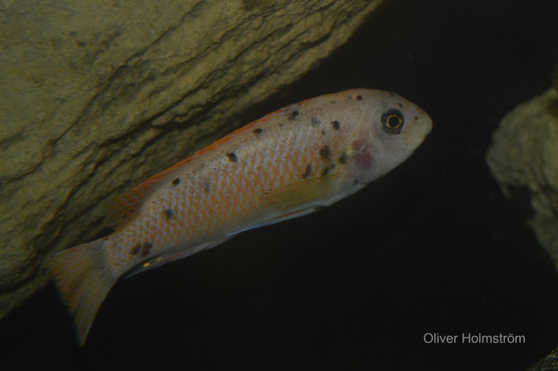 Labeotropheus fuelleborni 'Namalenje Island'